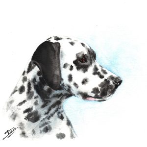 Dalmatien - 14.8 x 14.8 cm - 30 €