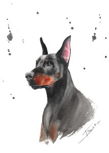 Doberman - A5