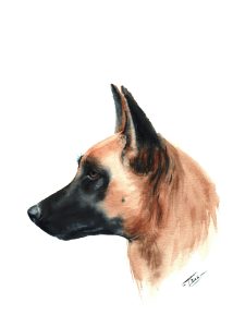 Malinois - A5 - 30 €