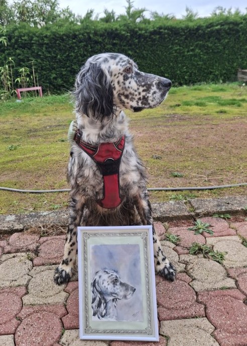 portrait canin chien de chasse