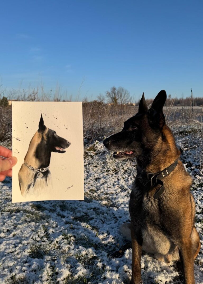 portrait canin malinois
