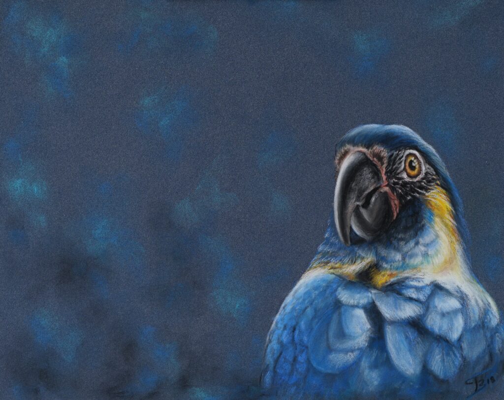 Ara bleu pastel sec - 24x30 cm