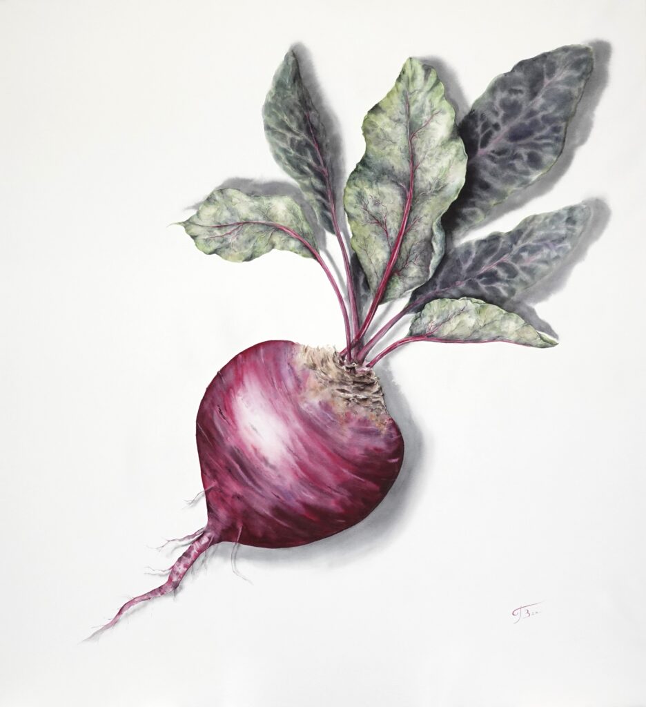 Betterave aquarelle - 90x100 cm