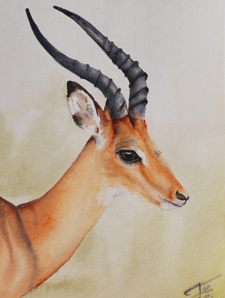 Gazelle aquarelle - 30x24 cm
