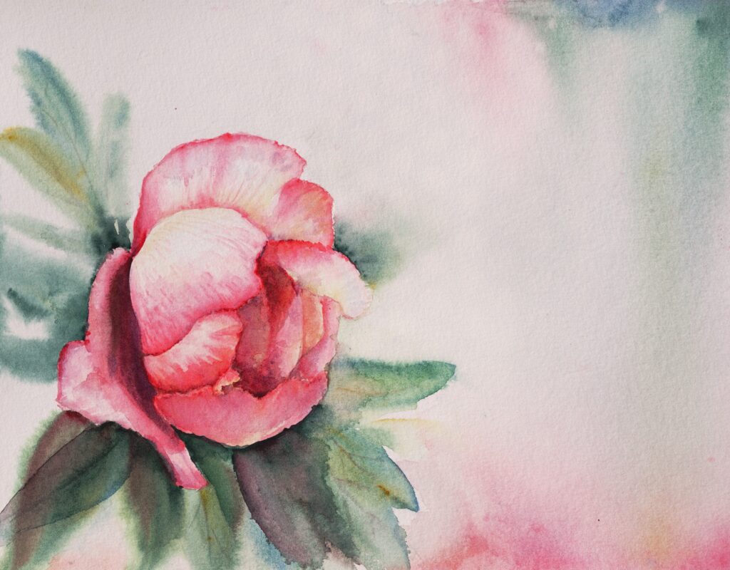 Pivoine aquarelle - 24x30 cm