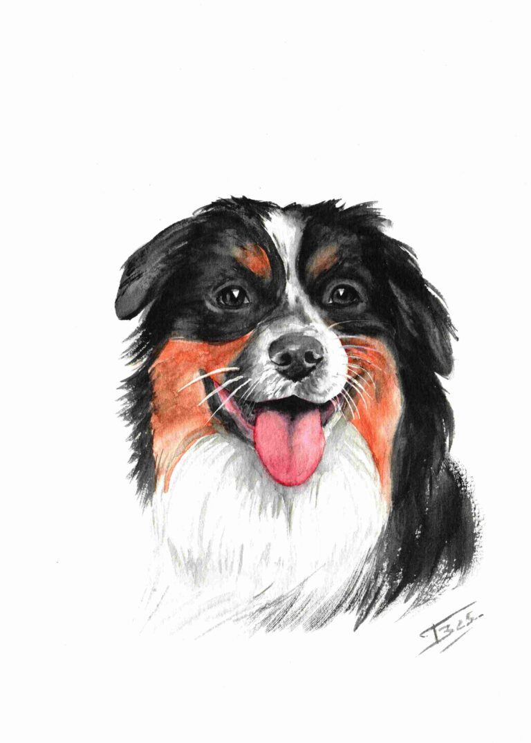 portrait canin berger australien
