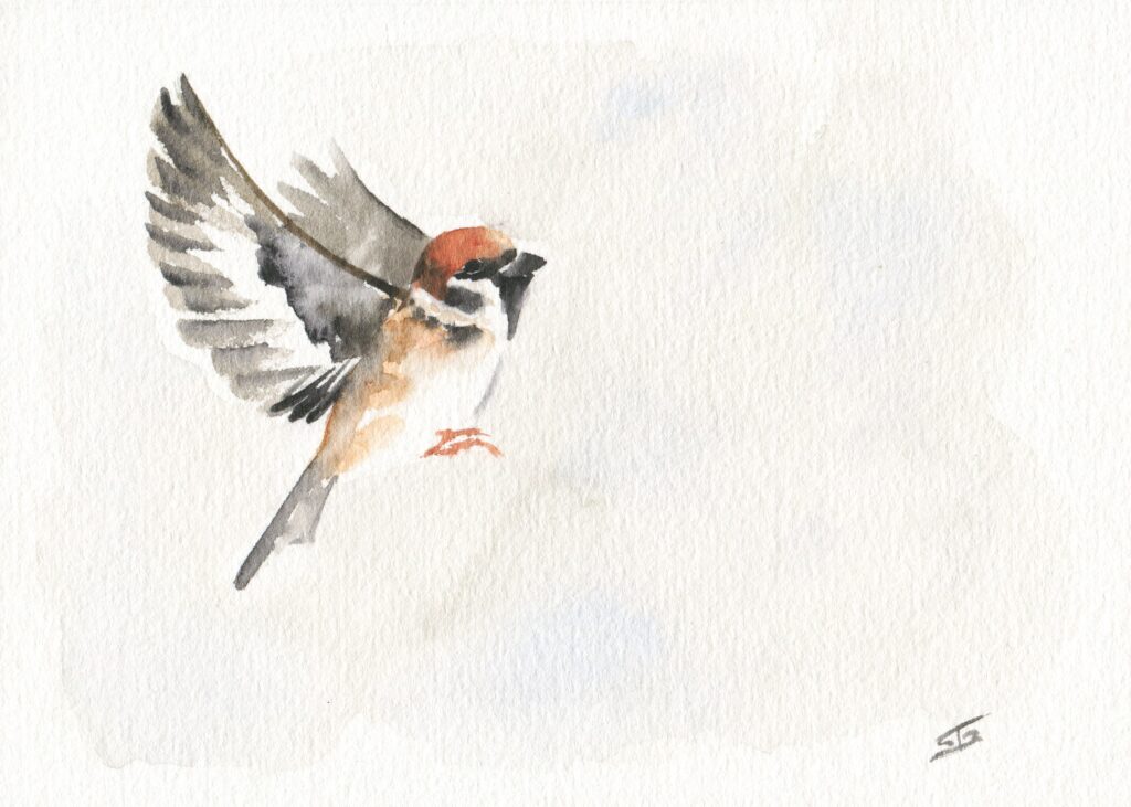 Moineau 1 aquarelle - A6 - 9 €