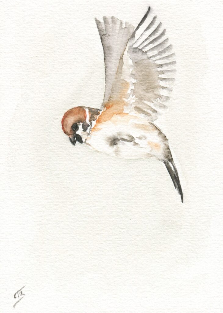 Moineau 2 aquarelle - A6 - 9 €